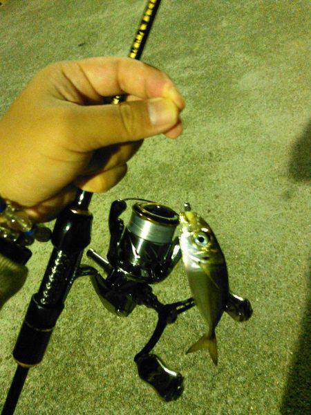 癒しのアジング！❤